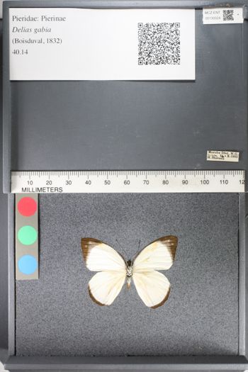 Media type: image;   Entomology 130024